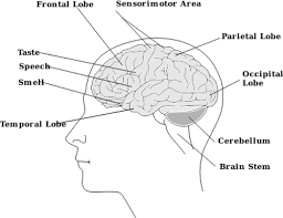 image showing parts of the human brain